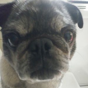 Meet your Posher, Isabelle